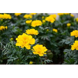Aksamitka rozpierzchła Petite Yellow
