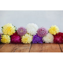 Aster Duchesse - mieszanka