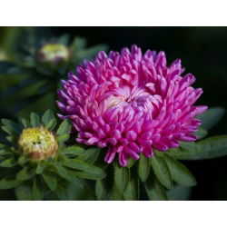 Aster Duchesse różowy