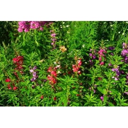 Niecierpek Balsamina niski - mieszanka