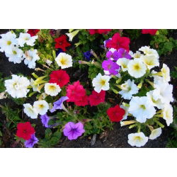 Petunia niska - mieszanka