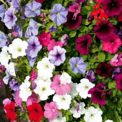 Petunia zwisła - mieszanka