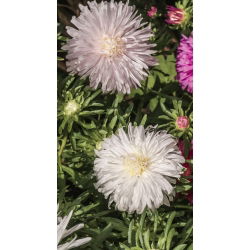 Aster chryzantemowy biały
