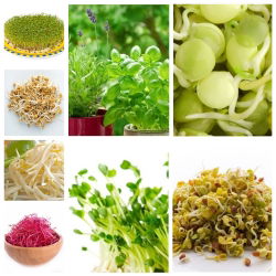 Nasiona na kiełki - Zestaw XL - 8 szt.