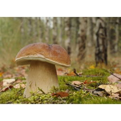 Zestaw grzybów pod świerki + kania - 5 gatunków - grzybnia