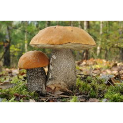 Koźlarz - zestaw czterech gatunków - babka, czarnobrązowy, czerwony, pomarańczowożółty - grzybnia
