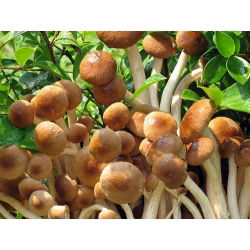 Zestaw GIGANT - 13 gatunków grzybów - grzybnia na kołkach