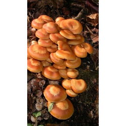 Zestaw opieniek - 3 gatunki - grzybnia na kołkach