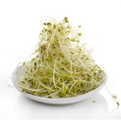 Nasiona na kiełki - Łagodny MIX - Zestaw 5 szt.