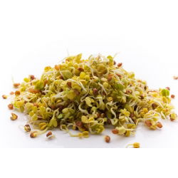 Nasiona na kiełki - Zestaw XL - 8 szt.