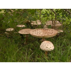 Zestaw grzybów pod brzozy + kania - 5 gatunków - grzybnia