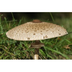 Zestaw grzybów pod brzozy + kania - 5 gatunków - grzybnia