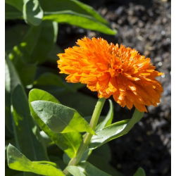 Nagietek lekarski Orange Gem pomarańczowy