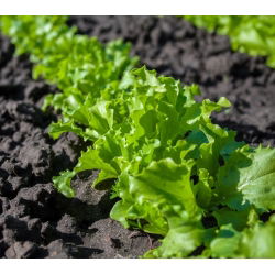Sałata liściowa Salad Bowl zielona, dębolistna