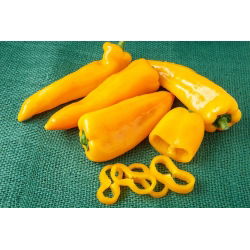 Papryka Corno di Toro Giallo - słodka, żółta