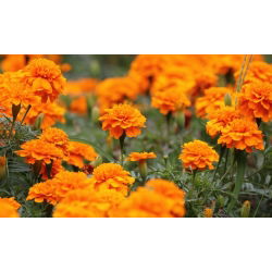 Aksamitka pełna niska Tangerine - pomarańczowa