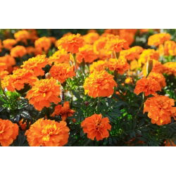 Aksamitka pełna niska Tangerine - pomarańczowa