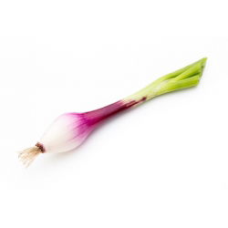 Cebula Rosa Lunga Di Firenze