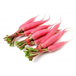 Rzodkiew letnia Ostergruss Rosa 2