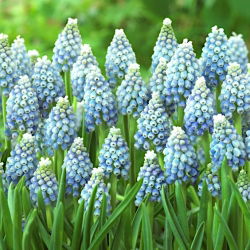 Szafirek Aqua Magic - 10 szt.