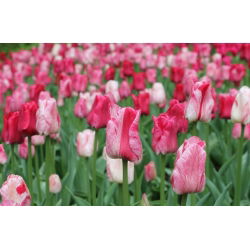 Tulipan Hemisphere - 5 szt.