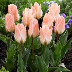 Tulipan Little Girl - 5 szt.