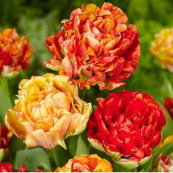 Tulipan Double Gudoshnik - 5 szt.