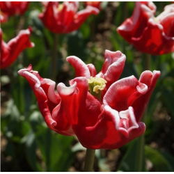 Tulipan Elegant Crown - 5 szt.