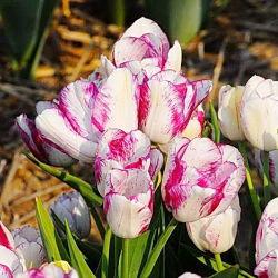 Tulipan Modern Style - 5 szt.