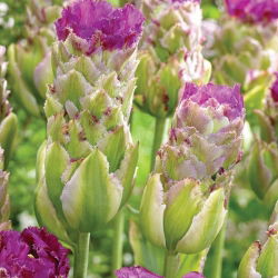 Tulipan Purple Tower - 5 szt.