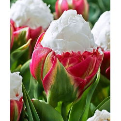 Tulipan Ice Cream - lodowy - 5 szt.