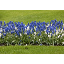 Szafirek - Muscari - kompozycja biało-niebieska - 60 szt.