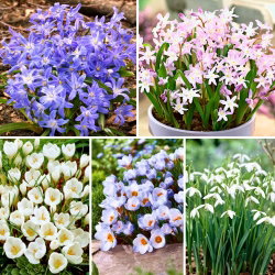 Zestaw roślin kwitnących wczesną wiosną - 50 szt.