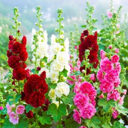 Verona - zestaw 3 rodzajów malw o pięknych kwiatach