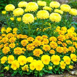 Pustynna Burza - zestaw 3 odmian nasion kwiatów