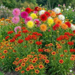 Kwiecista Harmonia - zestaw 3 odmian nasion kwiatów