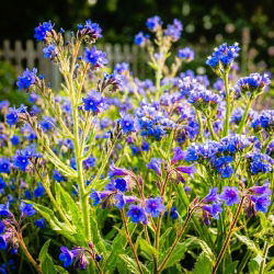 Indian Ocean - zestaw 3 odmian nasion kwiatów