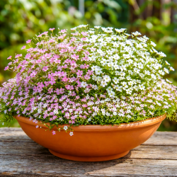 Gipsówka - zestaw 3 odmian nasion kwiatów