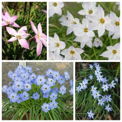 Ipheion - Ifejon - mieszanka kolorów - duża paczka! - 80 szt.