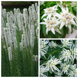 Mglisty Horyzont - zestaw 3 odmian nasion kwiatów