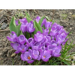 Krokus Remembrance - duża paczka! - 200 szt.
