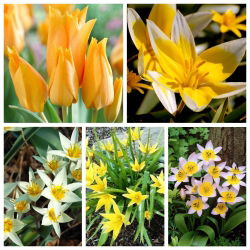 Tulipan botaniczny - zestaw odmian w jasnych kolorach - 50 szt.