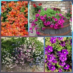 Zielony Taras - zestaw 4 odmian nasion kwiatów