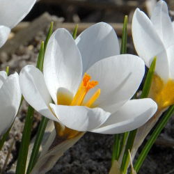 Krokus Ard Schenk - duża paczka! - 200 szt.
