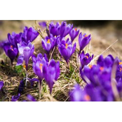 Krokus Flower Record - 10 szt.