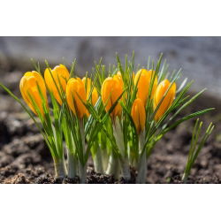 Krokus Golden Yellow - duża paczka! - 200 szt.