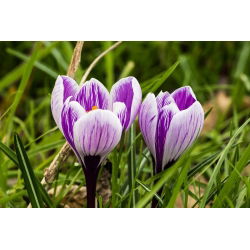 Krokus King of the Striped - 10 szt.