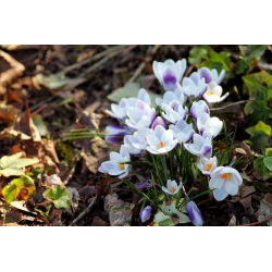 Krokus Prins Claus - 10 szt.