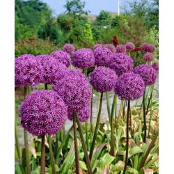 Czosnek olbrzymi - duża paczka! - 20 szt.