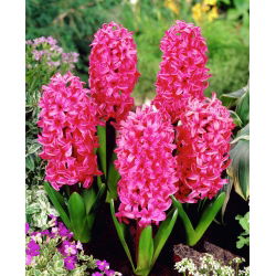 Hiacynt Pink Pearl - duża paczka! - 30 szt.